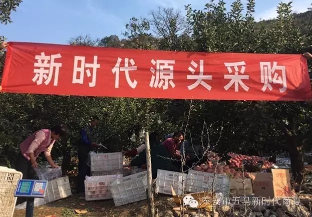 【五馬店產(chǎn)地直采】美味可口的沂源富士等您選!