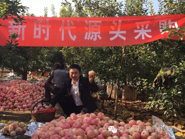 【五馬店產(chǎn)地直采】美味可口的沂源富士等您選!