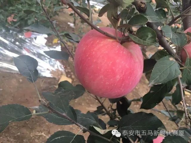 【五馬店產(chǎn)地直采】美味可口的沂源富士等您選!